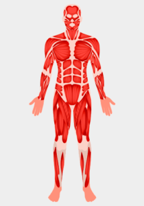 corpo-humano-musculos