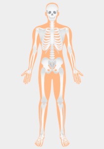 corpo-humano-ossos