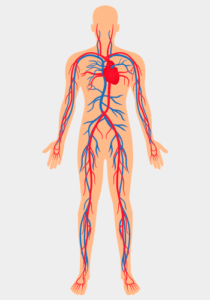 corpo-humano-sistema-circulatorio