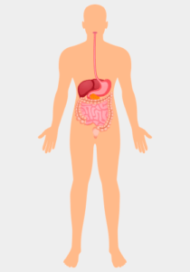 corpo-humano-sistema-digestivo