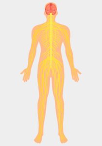 corpo-humano-sistema-nervoso