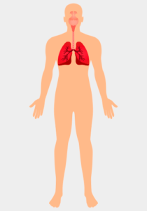corpo-humano-sistema-respiratorio
